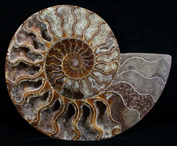 Wide Cleoniceras Ammonite (Half) #5948